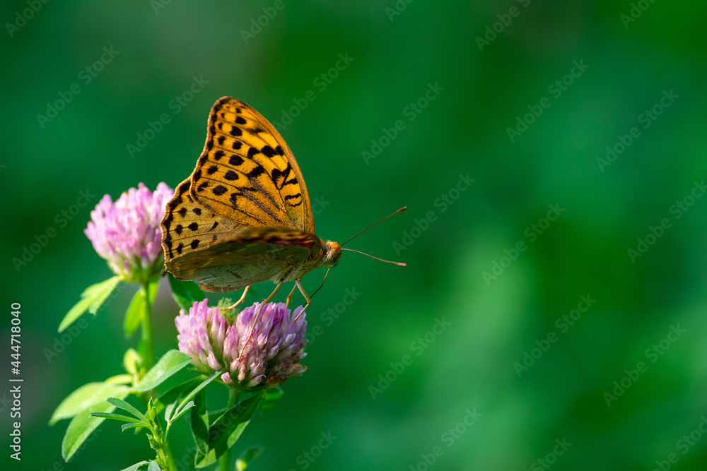 Argynnis pandora sit on summer flower.
cardinal butterfly in beatiful green scene Argynnis pandora sit on summer flower.
cardinal butterfly in beatiful green scene