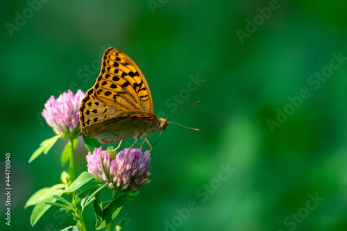 Argynnis pandora sit on summer flower.  cardinal butterfly in beatiful green scene © airunreal