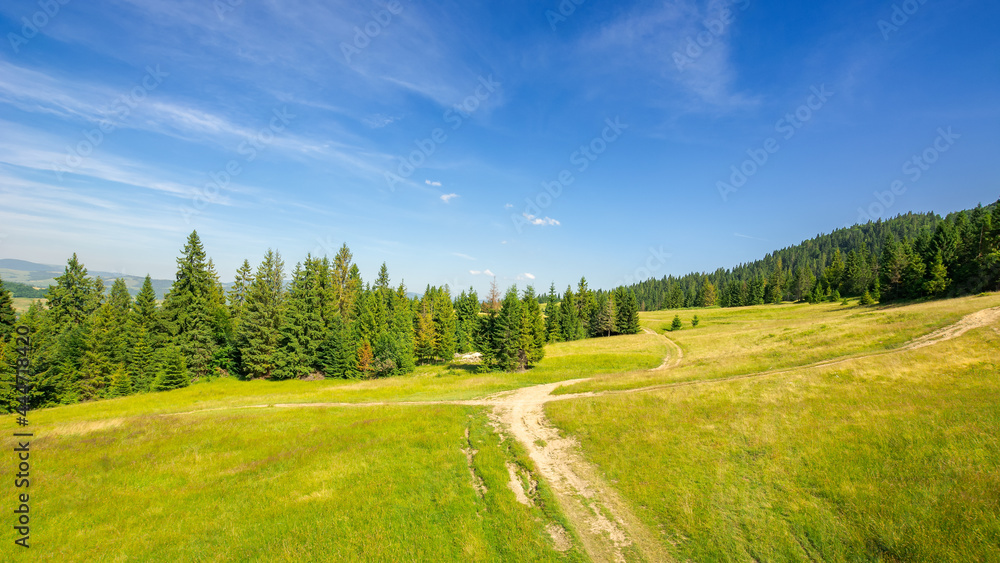 forested hill of carpathian mountains. trail through the meadow. sunny evening with blue sky above the distant ridge