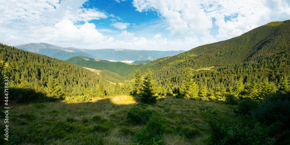 beautiful mountain landscape in morning light. coniferous forest on the steep hills. wonderful summer scenery of carpathians with gorgeous cloudscape on the blue sky