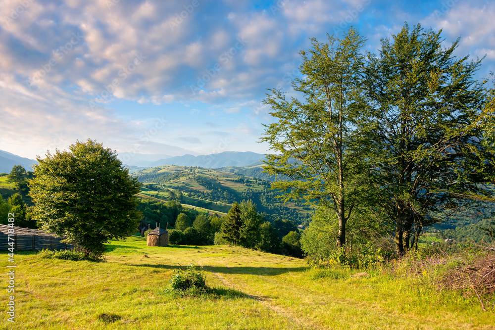 rural landscape in morning light. wonderful countryside scenery of carpathian mountainsin summer. trees, fields and meadows on the hills. bright blue sky with fluffy clouds above the distant ridge rural landscape in morning light. wonderful countryside scenery of carpathian mountainsin summer. trees, fields and meadows on the hills. bright blue sky with fluffy clouds above the distant ridge