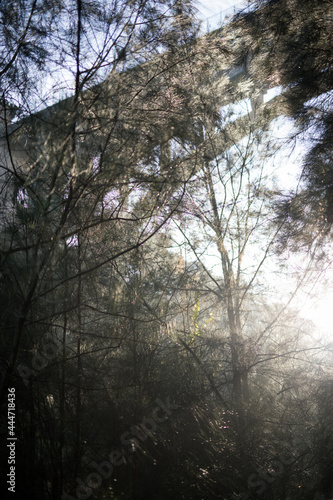 Fototapeta Naklejka Na Ścianę i Meble -  Forest in the mist