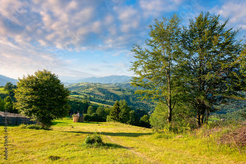 rural landscape in morning light. wonderful countryside scenery of carpathian mountainsin summer. trees, fields and meadows on the hills. bright blue sky with fluffy clouds above the distant ridge