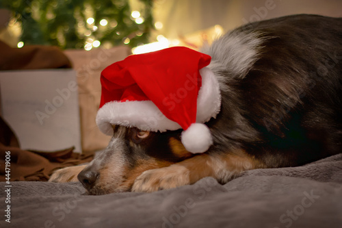 Australien shephard dog with christmas hat waiting for christmas evening