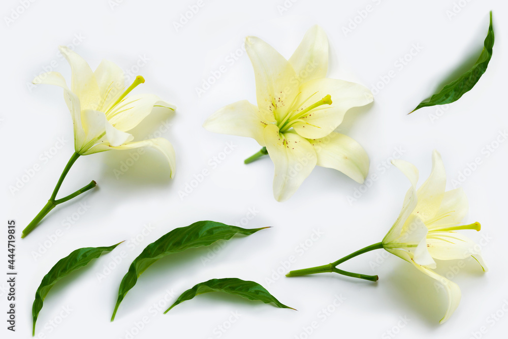 Flower composition of delicate flowers lily.