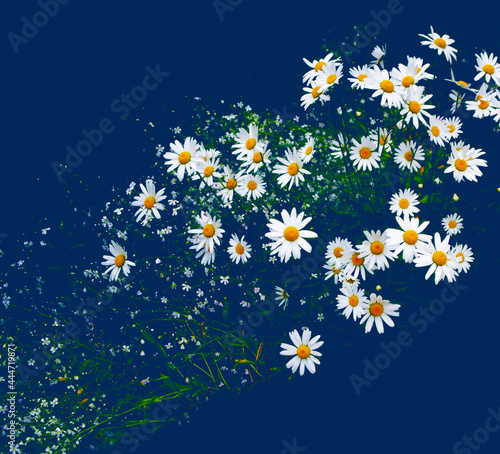 White bright daisy flowers on a background of the summer landscape. © alenalihacheva