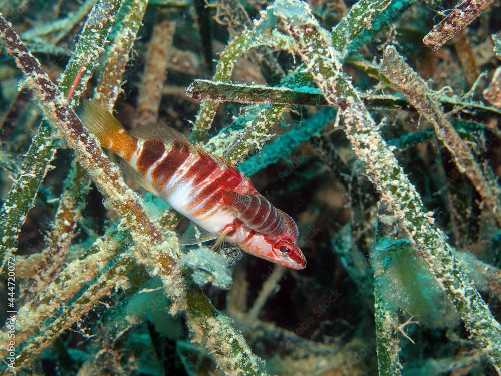 Painted Comber and Parasite Rider in Adriatic sea near Vis island, Croatia