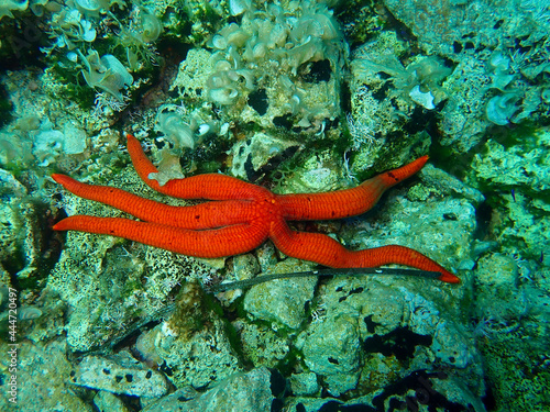 Mediterranean red sea star in Adriatic sea, Croatia 
