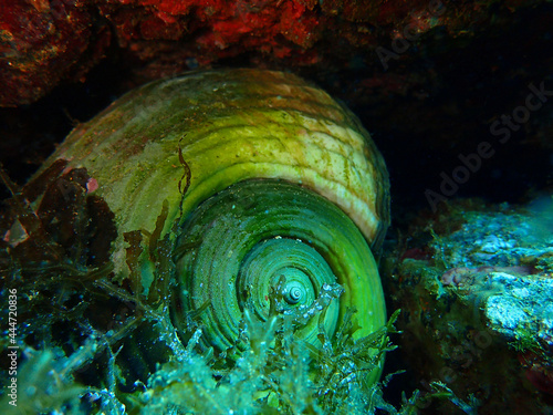 Papier peint Giant tun - sea snail in Mediterranean Sea, near Vis Island, Croatia, Adriatic S