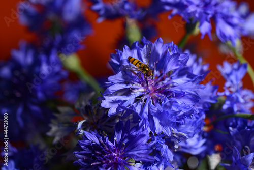 Bouquet of blue cornflowers in vase, selective focus