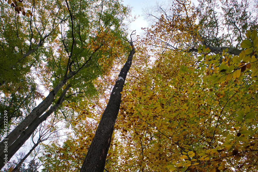 Fototapeta premium Froschperspektive auf bunte herbstliche Baumkronen mit gelben Blättern im Mischwald unter hellem Himmel, Thüringen, Deutschland