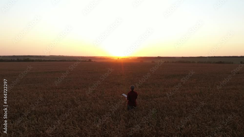 Drone flies over farmer with digital tablet on a wheat field. Smart farming and digital transformation in agriculture. Drone flies over farmer with digital tablet on a wheat field. Smart farming and digital transformation in agriculture.