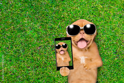 Happy mastiff puppy lying on green summer grass and taking a selfie on a cell phone camera. Top down view. Empty space for text © Ermolaev Alexandr