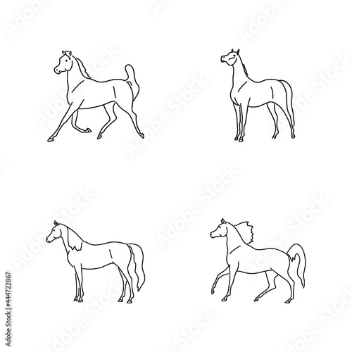 Purebred arabian horses shown in different poses
