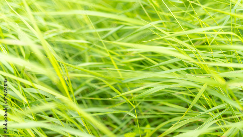 Fresh green leaves at spring. Selective focus with shallow depth of field. Fresh green leaves at spring. Selective focus with shallow depth of field.