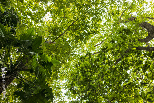 Low view  Monstera deliciosa Liebm forest with backlit leaves in daylight.