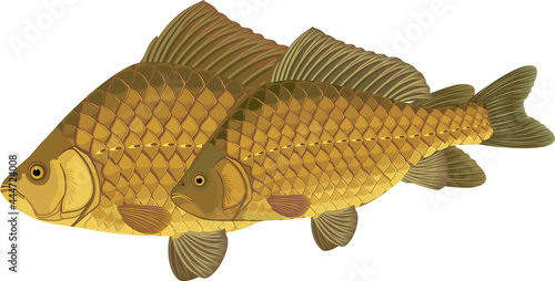 Pair of crucian carp fishes isolated on white background