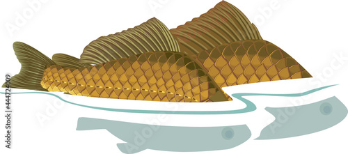 Back fins of crucian carp fishes sticking out of water during spawning