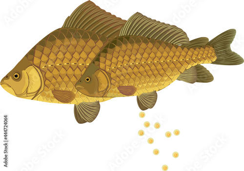 Pair of crucian carp fishes during spawning isolated on white background