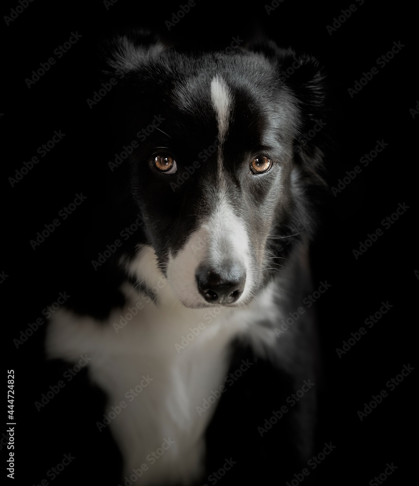 Studio shot of a border collie looking at camera with black background
