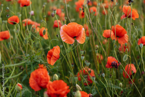 a field of poppies against the backdrop of a sunset