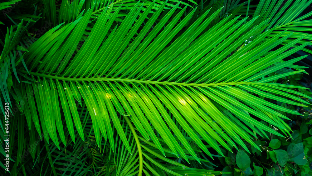 leaves top view beautiful nature leaves top view beautiful nature