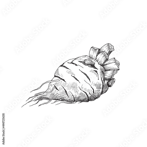 Root of sugar beet, agriculture vegetable for industry production sugar.