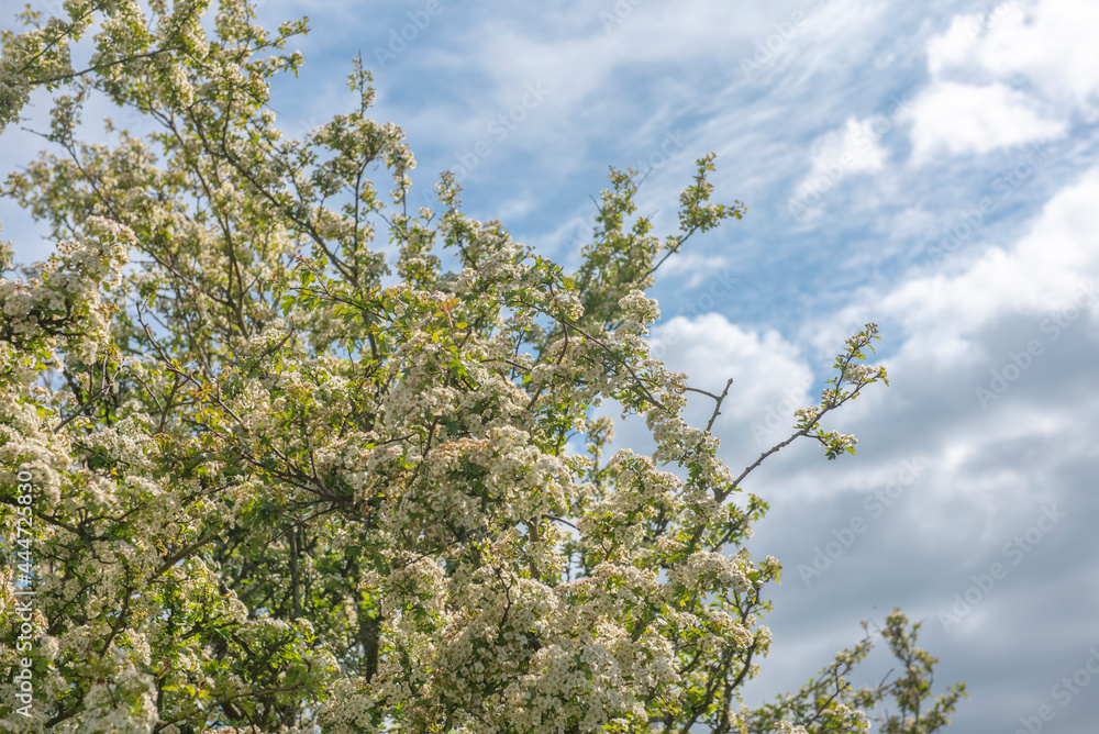 Background image of blossoming apple tree in spring with blue sky, taken with copy space 
