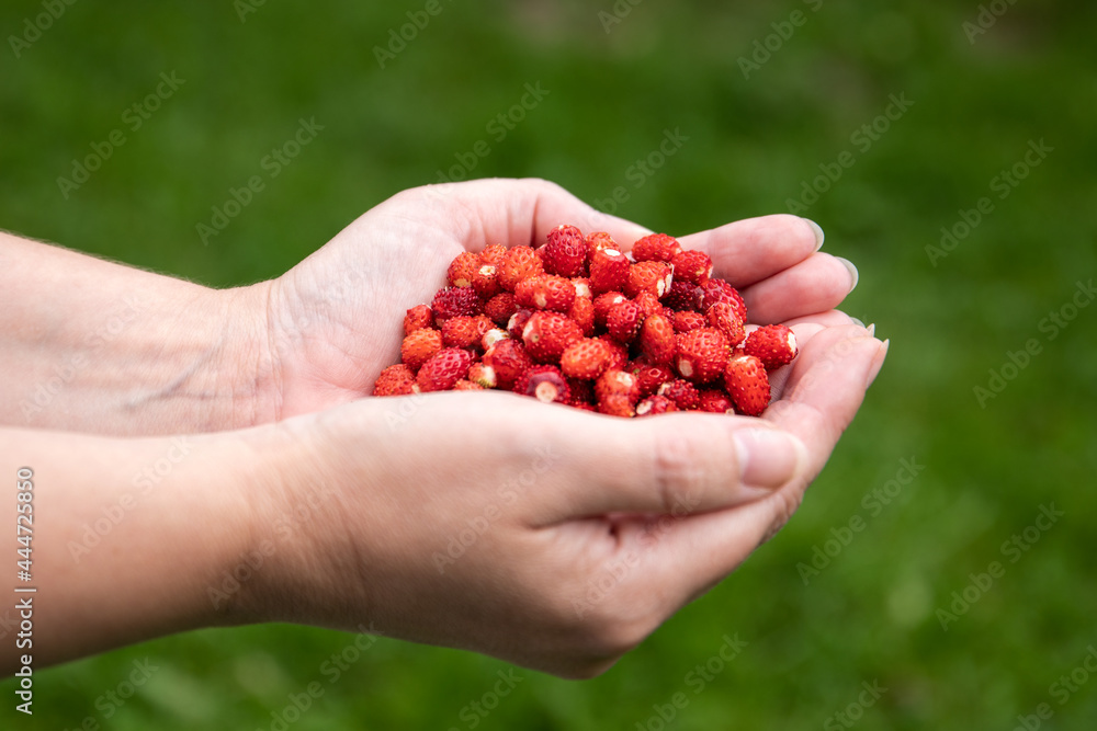 Red wild strawberries in a woman's hands Red wild strawberries in a woman's hands