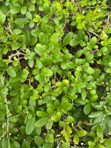 nature leaves pattern background 