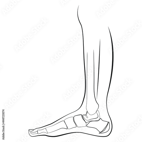 Bones of the foot and shin of the human leg. Orthopedic diagnostics. Line art graphic style on white isolated background