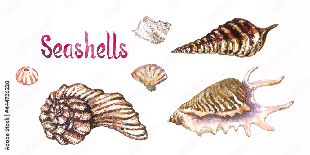 Seashells collection set, isolated on white watercolor illustration with handwritten inscription