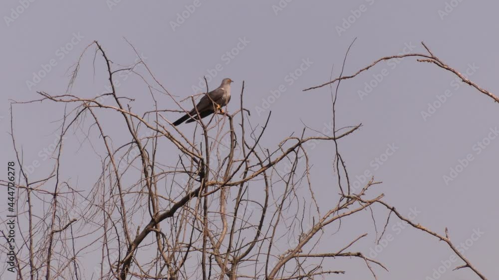 The common cuckoo (Cuculus canorus) is a typical bird of the steppe zone of Europe. Dniester delta (South of Ukraine).
