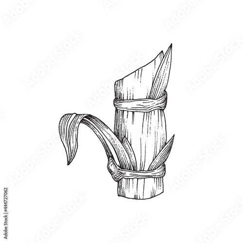 Sugar cane plant stem with leaves, agriculture plant, natural sweetener for food