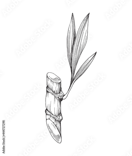 Cut sugarcane stem with leaf, engraving vector illustration isolated on white.