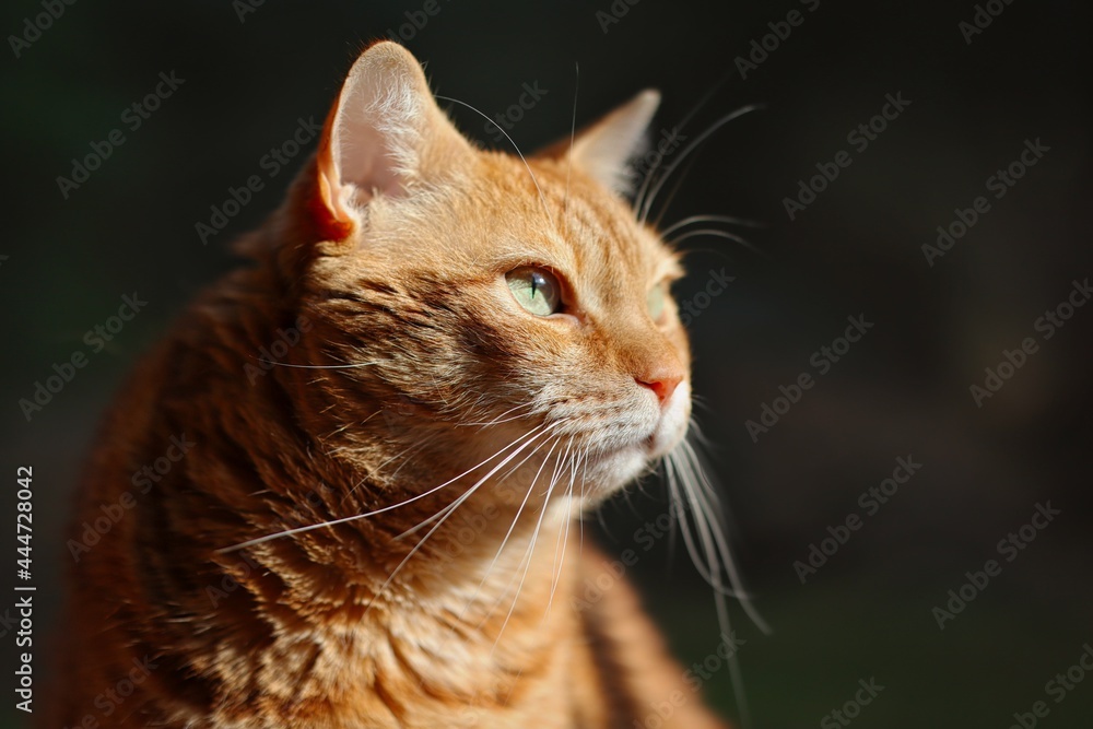 Side Portrait of Ginger Tabby Cat. Close-up of Orange Feline Domestic Animal with Green Eyes. 