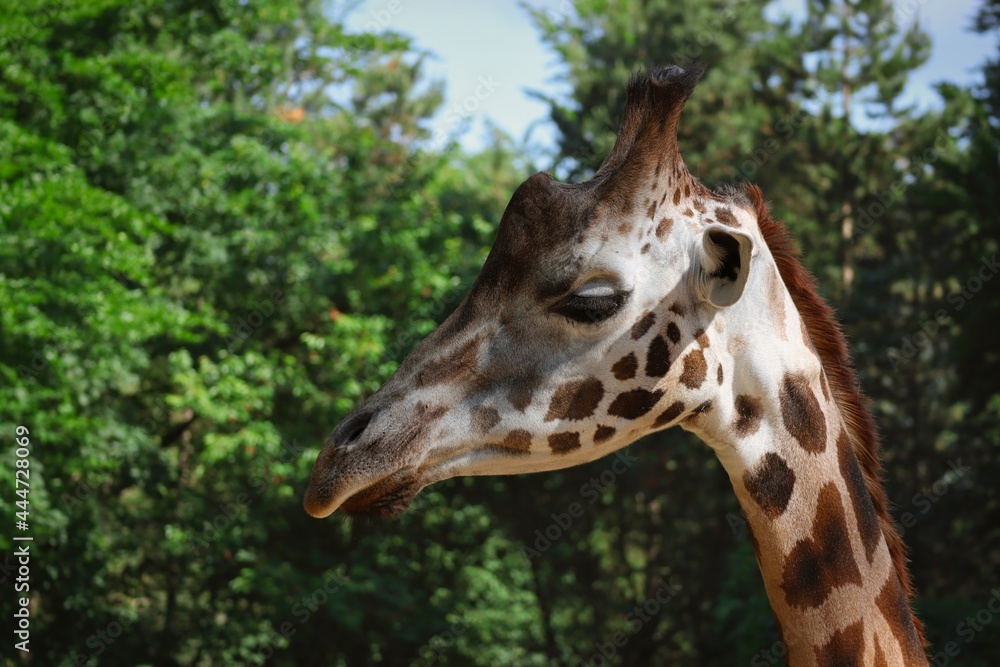 Close-up of Giraffe Head in Zoo. Beautiful African Animal in Czech Zoological Garden. Close-up of Giraffe Head in Zoo. Beautiful African Animal in Czech Zoological Garden.