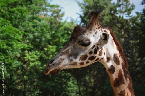 Close-up of Giraffe Head in Zoo. Beautiful African Animal in Czech Zoological Garden. 