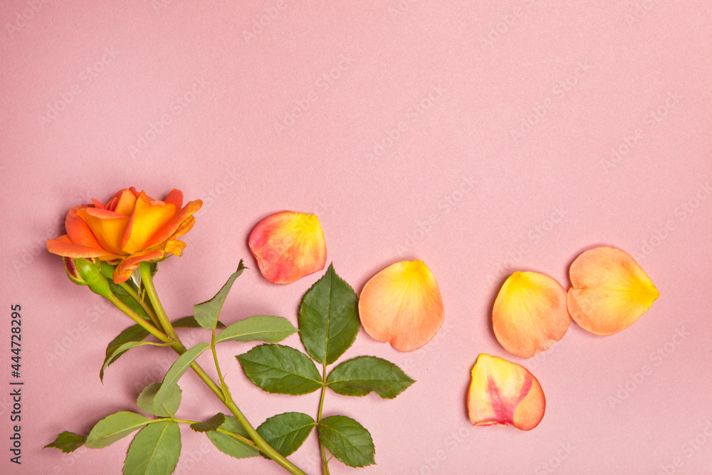 A bouquet of pink roses on a pink background. A bouquet of pink roses on a pink background.