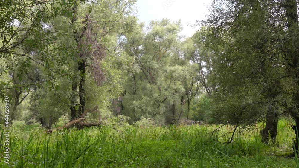 Floodplain forest in the Dniester delta (Ukraine). Floodplain forest in the Dniester delta (Ukraine).