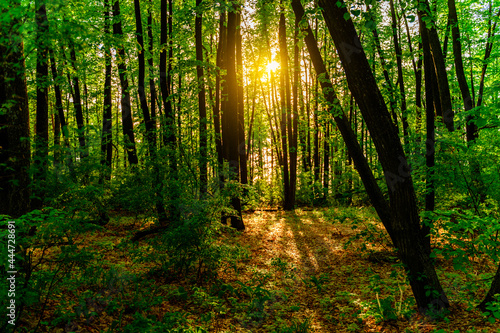 Summer green forest with the rays of the setting sun, natural background