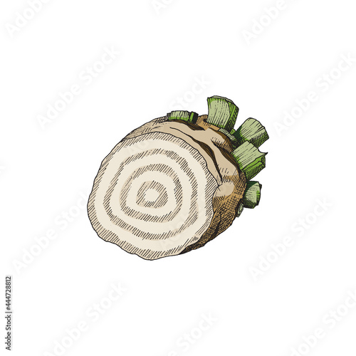 Half of sugar beet root a vector color sketch illustration