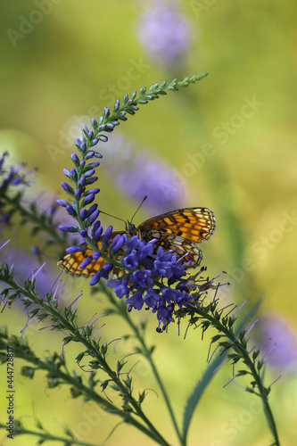 Polny kwiat i motylek