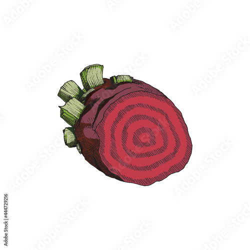 Half of red root sugar beet, agriculture vegetable for industry production sugar