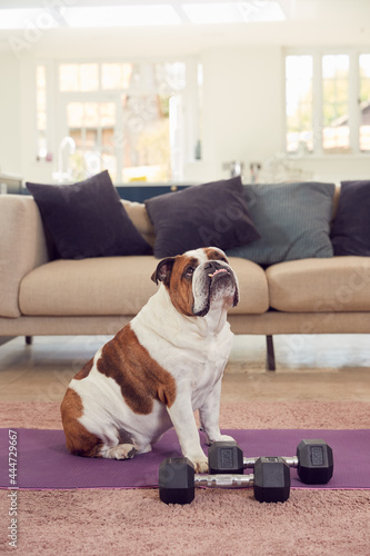 Pet English Bulldog Sitting By Exercise Mat And Hand Weights At Home