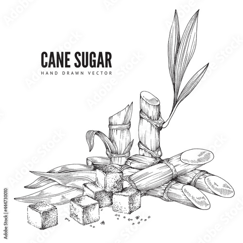 Cane sugar monochrome background, engraving vector illustration isolated.