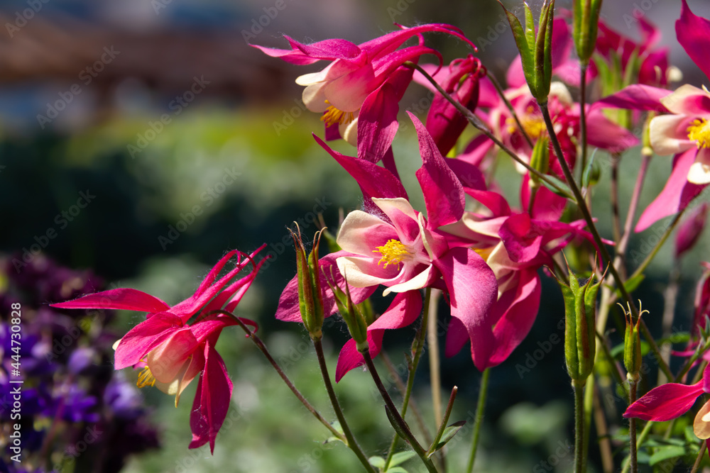 Fototapeta premium Colorado columbine aquilegia caerulea wild flowers close-up