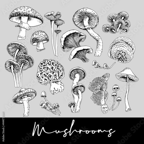 Different mushrooms. Set, hand drawn style print. Vector black and white illustration.