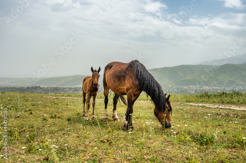 foal and mare in the pasture © Александр Ульман