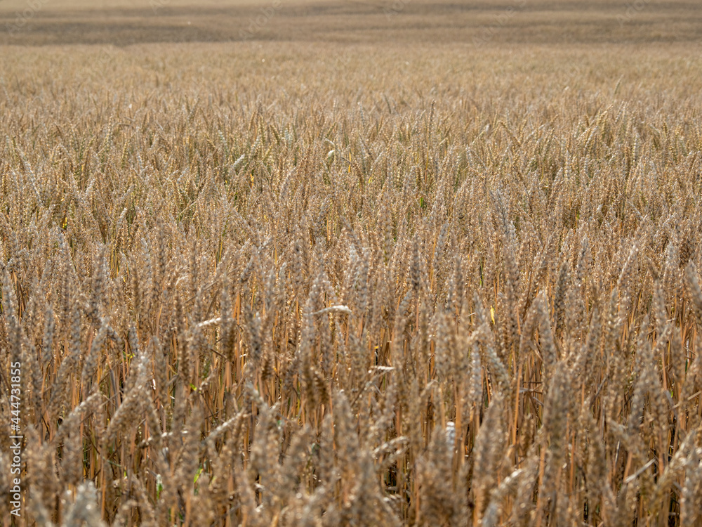 Golden wheat field against the background of the summer sky. Golden wheat field against the background of the summer sky.